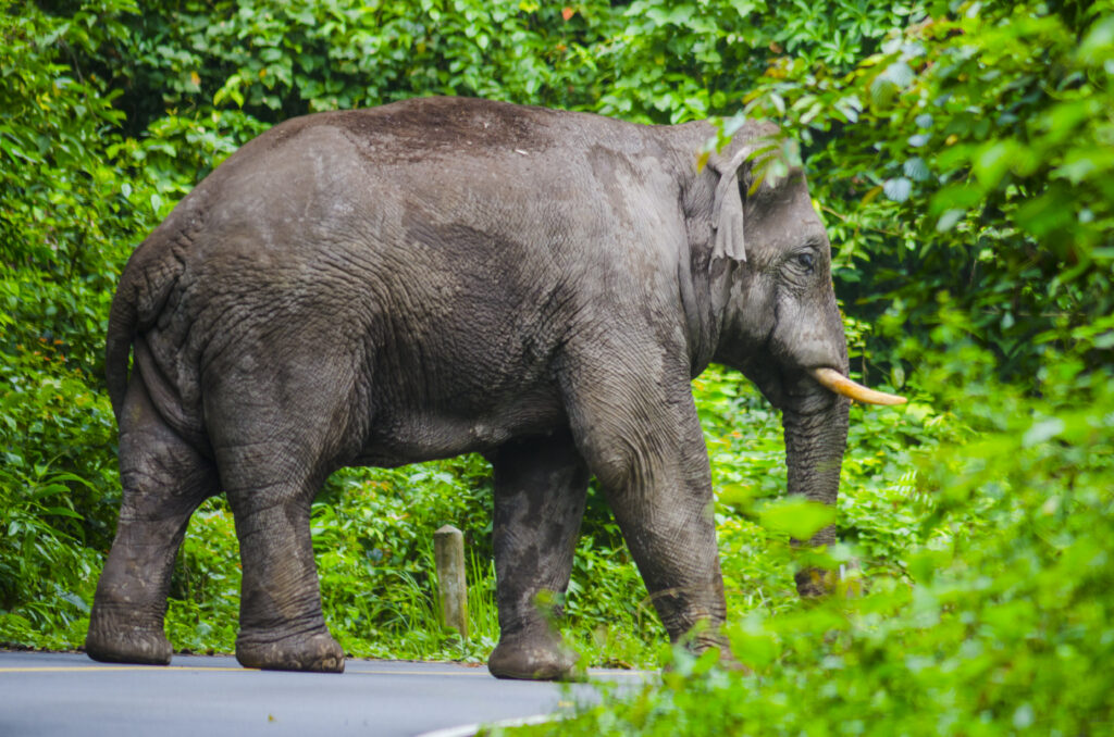  A large wild elephant walking across a jungle road surrounded by dense green vegetation, showcasing its powerful frame and visible tusks.