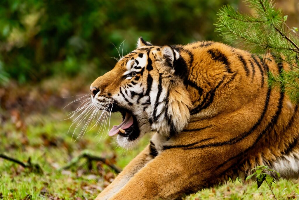 A majestic Bengal tiger yawning while lying on green grass in a forest setting, showcasing its orange fur with black stripes and sharp teeth, surrounded by lush greenery.