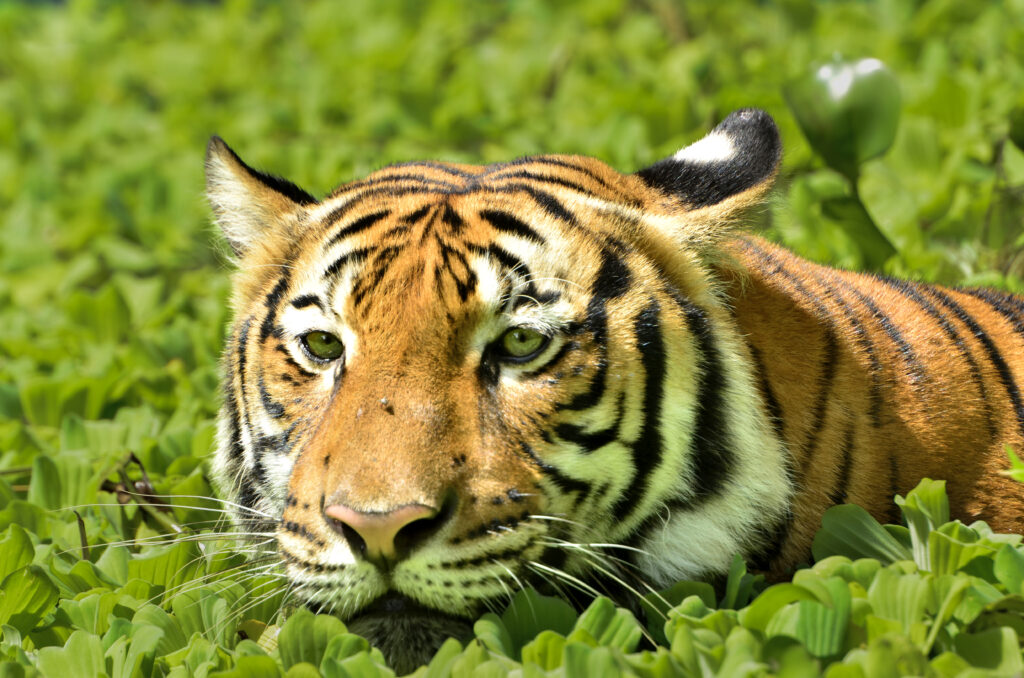 A close-up image of a tiger lying down in dense green vegetation, with its head low and eyes gazing forward, highlighting its orange fur and bold black stripes.