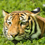 A close-up image of a tiger lying down in dense green vegetation, with its head low and eyes gazing forward, highlighting its orange fur and bold black stripes.