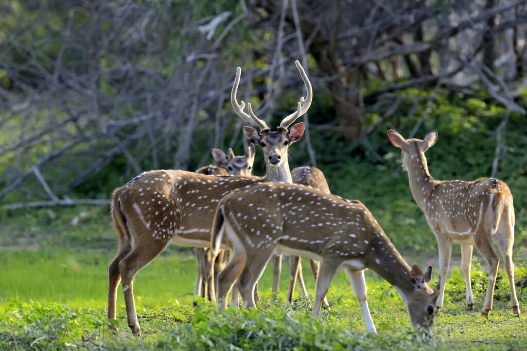 A group of spotted deer, including a majestic stag with large antlers, grazing peacefully in a lush green forest clearing.