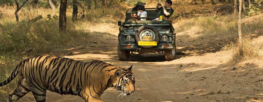 Jim-corbett-tigers