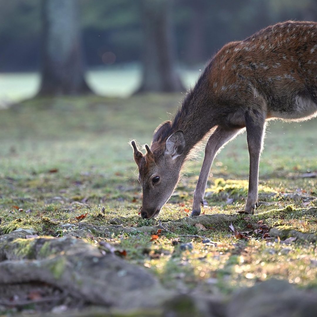animal-6679843_1920.jpg